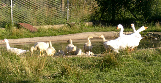 Gänse