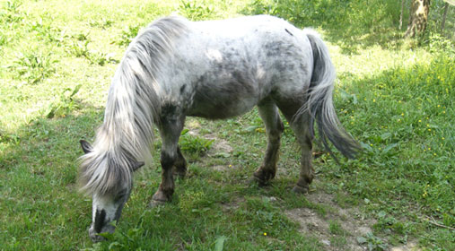 Pony Nicky